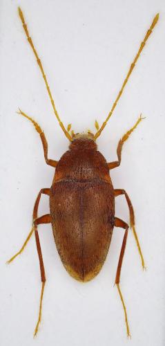 Ghidinia aguinensis